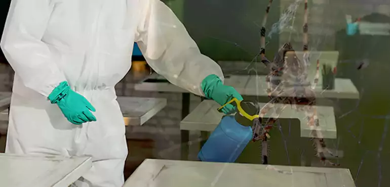 Why Buyers Still Want Homes With Pest Infestations in North Las Vegas, NV?